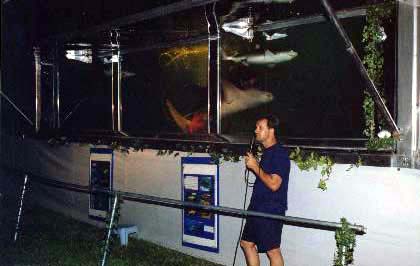 shark1.jpg (25992 bytes)