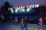 shark2sm.jpg (11644 bytes)